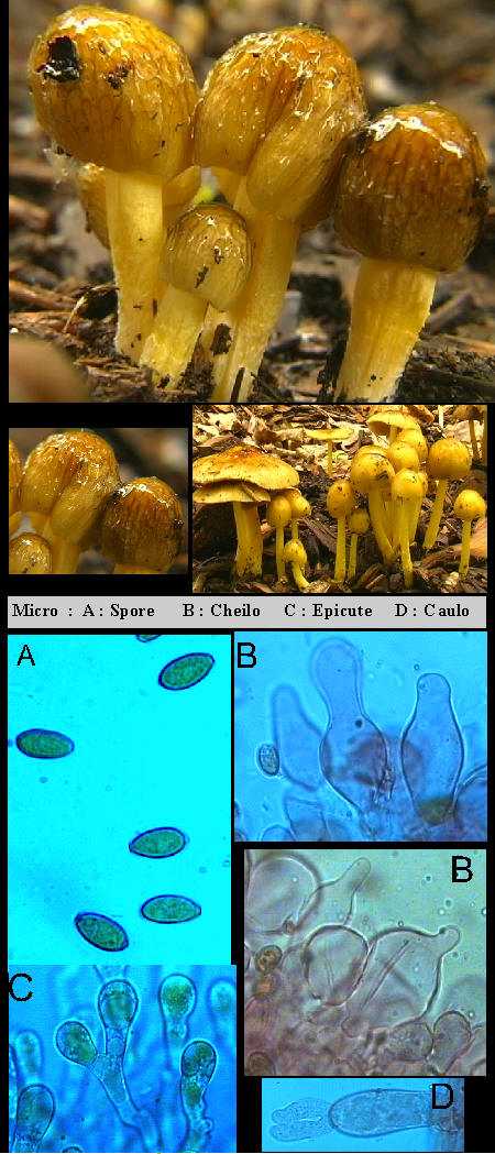 Bolbitius variicolor         Aktinson